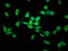Immunofluorescence staining of SH-SY5Y cells with CSB-PA774814LA01HU at 1:200, counter-stained with DAPI. The cells were fixed in 4% formaldehyde, permeabilized using 0.2% Triton X-100 and blocked in 10% normal Goat Serum. The cells were then incubated with the antibody overnight at 4°C. The secondary antibody was Alexa Fluor 488-congugated AffiniPure Goat Anti-Rabbit IgG (H+L) .