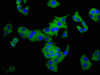 Immunofluorescence staining of HepG2 cells with CSB-PA800102LA01HU at 1: 133, counter-stained with DAPI. The cells were fixed in 4% formaldehyde, permeabilized tissue using 0.2% Triton X-100 and blocked in 10% normal Goat Serum. The cells were then incubated with the antibody overnight at 4°C.The secondary antibody was Alexa Fluor 488-congugated AffiniPure Goat Anti-Rabbit IgG (H+L) .