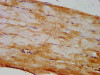 IHC image of CSB-PA821705LA01HU diluted at 1:400 and staining in paraffin-embedded human skeletal muscle tissue performed on a Leica BondTM system. After dewaxing and hydration, antigen retrieval was mediated by high pressure in a citrate buffer (pH 6.0) . Section was blocked with 10% normal goat serum 30min at RT. Then primary antibody (1% BSA) was incubated at 4°C overnight. The primary is detected by a biotinylated secondary antibody and visualized using an HRP conjugated SP system.