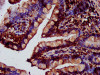 IHC image of CSB-PA836208LA01HU diluted at 1:400 and staining in paraffin-embedded human small intestine tissue performed on a Leica BondTM system. After dewaxing and hydration, antigen retrieval was mediated by high pressure in a citrate buffer (pH 6.0) . Section was blocked with 10% normal goat serum 30min at RT. Then primary antibody (1% BSA) was incubated at 4°C overnight. The primary is detected by a biotinylated secondary antibody and visualized using an HRP conjugated SP system.