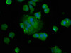 Immunofluorescence staining of MCF-7 cells with CSB-PA836208LA01HU at 1:133, counter-stained with DAPI. The cells were fixed in 4% formaldehyde, permeabilized using 0.2% Triton X-100 and blocked in 10% normal Goat Serum. The cells were then incubated with the antibody overnight at 4°C. The secondary antibody was Alexa Fluor 488-congugated AffiniPure Goat Anti-Rabbit IgG (H+L) .