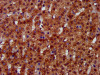 IHC image of CSB-PA847604LA01HU diluted at 1:300 and staining in paraffin-embedded human adrenal gland tissue performed on a Leica BondTM system. After dewaxing and hydration, antigen retrieval was mediated by high pressure in a citrate buffer (pH 6.0) . Section was blocked with 10% normal goat serum 30min at RT. Then primary antibody (1% BSA) was incubated at 4°C overnight. The primary is detected by a biotinylated secondary antibody and visualized using an HRP conjugated SP system.
