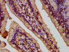 IHC image of CSB-PA848831LA01HU diluted at 1:400 and staining in paraffin-embedded human small intestine tissue performed on a Leica BondTM system. After dewaxing and hydration, antigen retrieval was mediated by high pressure in a citrate buffer (pH 6.0) . Section was blocked with 10% normal goat serum 30min at RT. Then primary antibody (1% BSA) was incubated at 4°C overnight. The primary is detected by a biotinylated secondary antibody and visualized using an HRP conjugated SP system.