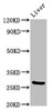 Western Blot<br />
 Positive WB detected in: Mouse liver tissue<br />
 All lanes: PIK3IP1 antibody at 7µg/ml<br />
 Secondary<br />
 Goat polyclonal to rabbit IgG at 1/50000 dilution<br />
 Predicted band size: 29, 26, 12, 19, 20 kDa<br />
 Observed band size: 29 kDa<br />