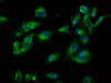 Immunofluorescence staining of Hela cells with CSB-PA850293LA01HU at 1:100, counter-stained with DAPI. The cells were fixed in 4% formaldehyde, permeabilized using 0.2% Triton X-100 and blocked in 10% normal Goat Serum. The cells were then incubated with the antibody overnight at 4°C. The secondary antibody was Alexa Fluor 488-congugated AffiniPure Goat Anti-Rabbit IgG (H+L) .