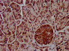 IHC image of CSB-PA850323LA01HU diluted at 1:800 and staining in paraffin-embedded human pancreatic tissue performed on a Leica BondTM system. After dewaxing and hydration, antigen retrieval was mediated by high pressure in a citrate buffer (pH 6.0) . Section was blocked with 10% normal goat serum 30min at RT. Then primary antibody (1% BSA) was incubated at 4°C overnight. The primary is detected by a biotinylated secondary antibody and visualized using an HRP conjugated SP system.