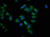 Immunofluorescence staining of A549 cells with CSB-PA850323LA01HU at 1:266, counter-stained with DAPI. The cells were fixed in 4% formaldehyde, permeabilized using 0.2% Triton X-100 and blocked in 10% normal Goat Serum. The cells were then incubated with the antibody overnight at 4°C. The secondary antibody was Alexa Fluor 488-congugated AffiniPure Goat Anti-Rabbit IgG (H+L) .