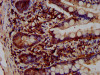 IHC image of CSB-PA850779LA01HU diluted at 1:200 and staining in paraffin-embedded human small intestine tissue performed on a Leica BondTM system. After dewaxing and hydration, antigen retrieval was mediated by high pressure in a citrate buffer (pH 6.0) . Section was blocked with 10% normal goat serum 30min at RT. Then primary antibody (1% BSA) was incubated at 4°C overnight. The primary is detected by a biotinylated secondary antibody and visualized using an HRP conjugated SP system.