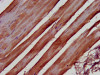 IHC image of CSB-PA853382LA01HU diluted at 1:500 and staining in paraffin-embedded human skeletal muscle tissue performed on a Leica BondTM system. After dewaxing and hydration, antigen retrieval was mediated by high pressure in a citrate buffer (pH 6.0) . Section was blocked with 10% normal goat serum 30min at RT. Then primary antibody (1% BSA) was incubated at 4°C overnight. The primary is detected by a biotinylated secondary antibody and visualized using an HRP conjugated SP system.