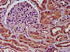 IHC image of CSB-PA854015LA01HU diluted at 1:300 and staining in paraffin-embedded human kidney tissue performed on a Leica BondTM system. After dewaxing and hydration, antigen retrieval was mediated by high pressure in a citrate buffer (pH 6.0) . Section was blocked with 10% normal goat serum 30min at RT. Then primary antibody (1% BSA) was incubated at 4°C overnight. The primary is detected by a biotinylated secondary antibody and visualized using an HRP conjugated SP system.