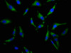 Immunofluorescence staining of Hela cells with CSB-PA854015LA01HU at 1:100, counter-stained with DAPI. The cells were fixed in 4% formaldehyde, permeabilized using 0.2% Triton X-100 and blocked in 10% normal Goat Serum. The cells were then incubated with the antibody overnight at 4°C. The secondary antibody was Alexa Fluor 488-congugated AffiniPure Goat Anti-Rabbit IgG (H+L) .