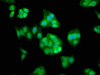 Immunofluorescence staining of HepG2 cells with CSB-PA863596LA01HU at 1:133, counter-stained with DAPI. The cells were fixed in 4% formaldehyde, permeabilized using 0.2% Triton X-100 and blocked in 10% normal Goat Serum. The cells were then incubated with the antibody overnight at 4°C. The secondary antibody was Alexa Fluor 488-congugated AffiniPure Goat Anti-Rabbit IgG (H+L) .