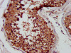 IHC image of CSB-PA873651LA01HU diluted at 1:400 and staining in paraffin-embedded human testis tissue performed on a Leica BondTM system. After dewaxing and hydration, antigen retrieval was mediated by high pressure in a citrate buffer (pH 6.0) . Section was blocked with 10% normal goat serum 30min at RT. Then primary antibody (1% BSA) was incubated at 4°C overnight. The primary is detected by a biotinylated secondary antibody and visualized using an HRP conjugated SP system.