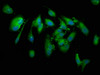 Immunofluorescence staining of Hela cells with CSB-PA873651LA01HU at 1:133, counter-stained with DAPI. The cells were fixed in 4% formaldehyde, permeabilized using 0.2% Triton X-100 and blocked in 10% normal Goat Serum. The cells were then incubated with the antibody overnight at 4°C. The secondary antibody was Alexa Fluor 488-congugated AffiniPure Goat Anti-Rabbit IgG (H+L) .