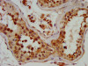 IHC image of CSB-PA885692LA01HU diluted at 1:700 and staining in paraffin-embedded human testis tissue performed on a Leica BondTM system. After dewaxing and hydration, antigen retrieval was mediated by high pressure in a citrate buffer (pH 6.0) . Section was blocked with 10% normal goat serum 30min at RT. Then primary antibody (1% BSA) was incubated at 4°C overnight. The primary is detected by a biotinylated secondary antibody and visualized using an HRP conjugated SP system.