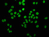 Immunofluorescence staining of Hela cells with CSB-PA010429OA05ncrHU at 1:5, counter-stained with DAPI. The cells were fixed in 4% formaldehyde, permeabilized using 0.2% Triton X-100 and blocked in 10% normal Goat Serum. The cells were then incubated with the antibody overnight at 4°C. The secondary antibody was Alexa Fluor 488-congugated AffiniPure Goat Anti-Rabbit IgG (H+L) .