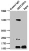 Immunoprecipitating HIST1H4A in Hela whole cell lysate<br />
 Lane 1: Rabbit control IgG instead of CSB-PA010429OA05ncrHU in Hela whole cell lysate.
 For western blotting, a HRP-conjugated Protein G antibody was used as the secondary antibody (1/2000) <br />
 Lane 2: CSB-PA010429OA05ncrHU (5µg) + Hela whole cell lysate (500µg) <br />
 Lane 3: Hela whole cell lysate (20µg) <br />