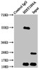 Immunoprecipitating HIST1H4A in HepG2 whole cell lysate<br />
 Lane 1: Rabbit control IgG instead of CSB-PA010429OA12ncrHU in HepG2 whole cell lysate.
 For western blotting, a HRP-conjugated Protein G antibody was used as the secondary antibody (1/2000) <br />
 Lane 2: CSB-PA010429OA12ncrHU (5µg) + HepG2 whole cell lysate (500µg) <br />
 Lane 3: HepG2 whole cell lysate (20µg) <br />