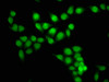 Immunofluorescence staining of Hela cells with CSB-PA010418OA28nphHU at 1:5, counter-stained with DAPI. The cells were fixed in 4% formaldehyde, permeabilized using 0.2% Triton X-100 and blocked in 10% normal Goat Serum. The cells were then incubated with the antibody overnight at 4°C. The secondary antibody was Alexa Fluor 488-congugated AffiniPure Goat Anti-Rabbit IgG (H+L) .