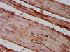 IHC image of CSB-PA006963LA01HU diluted at 1:200 and staining in paraffin-embedded human skeletal muscle tissue performed on a Leica BondTM system. After dewaxing and hydration, antigen retrieval was mediated by high pressure in a citrate buffer (pH 6.0) . Section was blocked with 10% normal goat serum 30min at RT. Then primary antibody (1% BSA) was incubated at 4°C overnight. The primary is detected by a biotinylated secondary antibody and visualized using an HRP conjugated SP system.