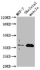 Western Blot<br />
 Positive WB detected in: MCF-7 whole cell lysate, Rat skeletal muscle tissue<br />
 All lanes: FBP2 antibody at 3.5µg/ml<br />
 Secondary<br />
 Goat polyclonal to rabbit IgG at 1/50000 dilution<br />
 Predicted band size: 37 kDa<br />
 Observed band size: 37 kDa<br />