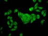 Immunofluorescence staining of HepG2 cells with CSB-PA008460LA01HU at 1:166, counter-stained with DAPI. The cells were fixed in 4% formaldehyde, permeabilized using 0.2% Triton X-100 and blocked in 10% normal Goat Serum. The cells were then incubated with the antibody overnight at 4°C. The secondary antibody was Alexa Fluor 488-congugated AffiniPure Goat Anti-Rabbit IgG (H+L) .