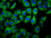 Immunofluorescence staining of A549 cells with CSB-PA008544LA01HU at 1:66, counter-stained with DAPI. The cells were fixed in 4% formaldehyde, permeabilized using 0.2% Triton X-100 and blocked in 10% normal Goat Serum. The cells were then incubated with the antibody overnight at 4°C. The secondary antibody was Alexa Fluor 488-congugated AffiniPure Goat Anti-Rabbit IgG (H+L) .
