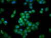 Immunofluorescence staining of Hela cells with CSB-PA011761LA01HU at 1:66, counter-stained with DAPI. The cells were fixed in 4% formaldehyde, permeabilized using 0.2% Triton X-100 and blocked in 10% normal Goat Serum. The cells were then incubated with the antibody overnight at 4°C. The secondary antibody was Alexa Fluor 488-congugated AffiniPure Goat Anti-Rabbit IgG (H+L) .