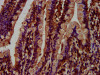 IHC image of CSB-PA013571LA01HU diluted at 1:500 and staining in paraffin-embedded human small intestine tissue performed on a Leica BondTM system. After dewaxing and hydration, antigen retrieval was mediated by high pressure in a citrate buffer (pH 6.0) . Section was blocked with 10% normal goat serum 30min at RT. Then primary antibody (1% BSA) was incubated at 4°C overnight. The primary is detected by a biotinylated secondary antibody and visualized using an HRP conjugated SP system.