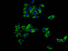 Immunofluorescence staining of Hela cells with CSB-PA013571LA01HU at 1:166, counter-stained with DAPI. The cells were fixed in 4% formaldehyde, permeabilized using 0.2% Triton X-100 and blocked in 10% normal Goat Serum. The cells were then incubated with the antibody overnight at 4°C. The secondary antibody was Alexa Fluor 488-congugated AffiniPure Goat Anti-Rabbit IgG (H+L) .