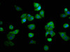 Immunofluorescence staining of HepG2 cells with CSB-PA019538LA01HU at 1:166, counter-stained with DAPI. The cells were fixed in 4% formaldehyde, permeabilized using 0.2% Triton X-100 and blocked in 10% normal Goat Serum. The cells were then incubated with the antibody overnight at 4°C. The secondary antibody was Alexa Fluor 488-congugated AffiniPure Goat Anti-Rabbit IgG (H+L) .