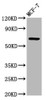 Western Blot<br />
 Positive WB detected in: MCF-7 whole cell lysate<br />
 All lanes: RYK antibody at 3.3µg/ml<br />
 Secondary<br />
 Goat polyclonal to rabbit IgG at 1/50000 dilution<br />
 Predicted band size: 68 kDa<br />
 Observed band size: 68 kDa<br />