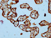 IHC image of CSB-PA020714LA01HU diluted at 1:300 and staining in paraffin-embedded human placenta tissue performed on a Leica BondTM system. After dewaxing and hydration, antigen retrieval was mediated by high pressure in a citrate buffer (pH 6.0) . Section was blocked with 10% normal goat serum 30min at RT. Then primary antibody (1% BSA) was incubated at 4°C overnight. The primary is detected by a biotinylated secondary antibody and visualized using an HRP conjugated SP system.