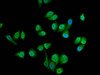 Immunofluorescence staining of Hela cells with CSB-PA020937LA01HU at 1:133, counter-stained with DAPI. The cells were fixed in 4% formaldehyde, permeabilized using 0.2% Triton X-100 and blocked in 10% normal Goat Serum. The cells were then incubated with the antibody overnight at 4°C. The secondary antibody was Alexa Fluor 488-congugated AffiniPure Goat Anti-Rabbit IgG (H+L) .