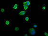 Immunofluorescence staining of MCF-7 cells with CSB-PA021288LA01HU at 1:200, counter-stained with DAPI. The cells were fixed in 4% formaldehyde, permeabilized using 0.2% Triton X-100 and blocked in 10% normal Goat Serum. The cells were then incubated with the antibody overnight at 4°C. The secondary antibody was Alexa Fluor 488-congugated AffiniPure Goat Anti-Rabbit IgG (H+L) .