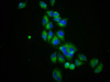 Immunofluorescence staining of Hela cells with CSB-PA021384LA01HU at 1:100, counter-stained with DAPI. The cells were fixed in 4% formaldehyde, permeabilized using 0.2% Triton X-100 and blocked in 10% normal Goat Serum. The cells were then incubated with the antibody overnight at 4°C. The secondary antibody was Alexa Fluor 488-congugated AffiniPure Goat Anti-Rabbit IgG (H+L) .