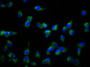Immunofluorescence staining of SH-SY5Y cells with CSB-PA021741LA01HU at 1:166, counter-stained with DAPI. The cells were fixed in 4% formaldehyde, permeabilized using 0.2% Triton X-100 and blocked in 10% normal Goat Serum. The cells were then incubated with the antibody overnight at 4°C. The secondary antibody was Alexa Fluor 488-congugated AffiniPure Goat Anti-Rabbit IgG (H+L) .