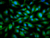 Immunofluorescence staining of U251 cells with CSB-PA022336LA01HU at 1:66, counter-stained with DAPI. The cells were fixed in 4% formaldehyde, permeabilized using 0.2% Triton X-100 and blocked in 10% normal Goat Serum. The cells were then incubated with the antibody overnight at 4°C. The secondary antibody was Alexa Fluor 488-congugated AffiniPure Goat Anti-Rabbit IgG (H+L) .