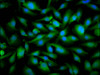 Immunofluorescence staining of U251 cells with CSB-PA022336LA01HU at 1:66, counter-stained with DAPI. The cells were fixed in 4% formaldehyde, permeabilized using 0.2% Triton X-100 and blocked in 10% normal Goat Serum. The cells were then incubated with the antibody overnight at 4°C. The secondary antibody was Alexa Fluor 488-congugated AffiniPure Goat Anti-Rabbit IgG (H+L) . Immunofluorescence staining of U251 cells with CSB-PA022336LA01HU at 1:66, counter-stained with DAPI. The cells were fixed in 4% formaldehyde, permeabilized using 0.2% Triton X-100 and blocked in 10% normal Goat Serum. The cells were then incubated with the antibody overnight at 4°C. The secondary antibody was Alexa Fluor 488-congugated AffiniPure Goat Anti-Rabbit IgG (H+L) .