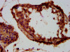 IHC image of CSB-PA025352LA01HU diluted at 1:300 and staining in paraffin-embedded human testis tissue performed on a Leica BondTM system. After dewaxing and hydration, antigen retrieval was mediated by high pressure in a citrate buffer (pH 6.0) . Section was blocked with 10% normal goat serum 30min at RT. Then primary antibody (1% BSA) was incubated at 4°C overnight. The primary is detected by a biotinylated secondary antibody and visualized using an HRP conjugated SP system.