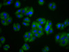 Immunofluorescence staining of HepG2 cells with CSB-PA025865LA01HU at 1:100, counter-stained with DAPI. The cells were fixed in 4% formaldehyde, permeabilized using 0.2% Triton X-100 and blocked in 10% normal Goat Serum. The cells were then incubated with the antibody overnight at 4°C. The secondary antibody was Alexa Fluor 488-congugated AffiniPure Goat Anti-Rabbit IgG (H+L) .