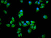 Immunofluorescence staining of Hela cells with CSB-PA619075LA01HU at 1:166, counter-stained with DAPI. The cells were fixed in 4% formaldehyde, permeabilized using 0.2% Triton X-100 and blocked in 10% normal Goat Serum. The cells were then incubated with the antibody overnight at 4°C. The secondary antibody was Alexa Fluor 488-congugated AffiniPure Goat Anti-Rabbit IgG (H+L) .