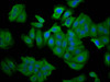 Immunofluorescence staining of HepG2 cells with CSB-PA621699LA01HU at 1:66, counter-stained with DAPI. The cells were fixed in 4% formaldehyde, permeabilized using 0.2% Triton X-100 and blocked in 10% normal Goat Serum. The cells were then incubated with the antibody overnight at 4°C. The secondary antibody was Alexa Fluor 488-congugated AffiniPure Goat Anti-Rabbit IgG (H+L) .