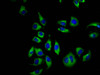 Immunofluorescence staining of A549 cells with CSB-PA623897LA01HU at 1:66, counter-stained with DAPI. The cells were fixed in 4% formaldehyde, permeabilized using 0.2% Triton X-100 and blocked in 10% normal Goat Serum. The cells were then incubated with the antibody overnight at 4°C. The secondary antibody was Alexa Fluor 488-congugated AffiniPure Goat Anti-Rabbit IgG (H+L) .
