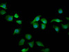 Immunofluorescence staining of A549 cells with CSB-PA681513LA01HU at 1:200, counter-stained with DAPI. The cells were fixed in 4% formaldehyde, permeabilized using 0.2% Triton X-100 and blocked in 10% normal Goat Serum. The cells were then incubated with the antibody overnight at 4°C. The secondary antibody was Alexa Fluor 488-congugated AffiniPure Goat Anti-Rabbit IgG (H+L) .