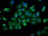 Immunofluorescence staining of A549 cells with CSB-PA713352LA01HU at 1:166, counter-stained with DAPI. The cells were fixed in 4% formaldehyde, permeabilized using 0.2% Triton X-100 and blocked in 10% normal Goat Serum. The cells were then incubated with the antibody overnight at 4°C. The secondary antibody was Alexa Fluor 488-congugated AffiniPure Goat Anti-Rabbit IgG (H+L) .
