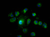 Immunofluorescence staining of MCF-7 cells with CSB-PA757083LA01HU at 1:200, counter-stained with DAPI. The cells were fixed in 4% formaldehyde, permeabilized using 0.2% Triton X-100 and blocked in 10% normal Goat Serum. The cells were then incubated with the antibody overnight at 4°C. The secondary antibody was Alexa Fluor 488-congugated AffiniPure Goat Anti-Rabbit IgG (H+L) .