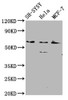 Western Blot<br />
 Positive WB detected in: SH-SY5Y whole cell lysate, Hela whole cell lysate, MCF-7 whole cell lysate<br />
 All lanes: RANBP10 antibody at 2.1µg/ml<br />
 Secondary<br />
 Goat polyclonal to rabbit IgG at 1/50000 dilution<br />
 Predicted band size: 68, 59, 65 kDa<br />
 Observed band size: 68 kDa<br />