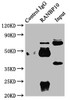 Immunoprecipitating RANBP10 in Rat Brain tissue<br />
 Lane 1: Rabbit control IgG instead of CSB-PA764955LA01HU in Rat Brain tissue.
 For western blotting, a HRP-conjugated Protein G antibody was used as the secondary antibody (1/2000) <br />
 Lane 2: CSB-PA764955LA01HU (6µg) + Rat Brain tissue (1mg) <br />
 Lane 3: Rat Brain tissue (20µg) <br />
