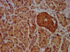 IHC image of CSB-PA768235LA01HU diluted at 1:600 and staining in paraffin-embedded human pancreatic tissue performed on a Leica BondTM system. After dewaxing and hydration, antigen retrieval was mediated by high pressure in a citrate buffer (pH 6.0) . Section was blocked with 10% normal goat serum 30min at RT. Then primary antibody (1% BSA) was incubated at 4°C overnight. The primary is detected by a biotinylated secondary antibody and visualized using an HRP conjugated SP system.